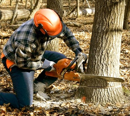 Tree Removal in Hamburg, AR